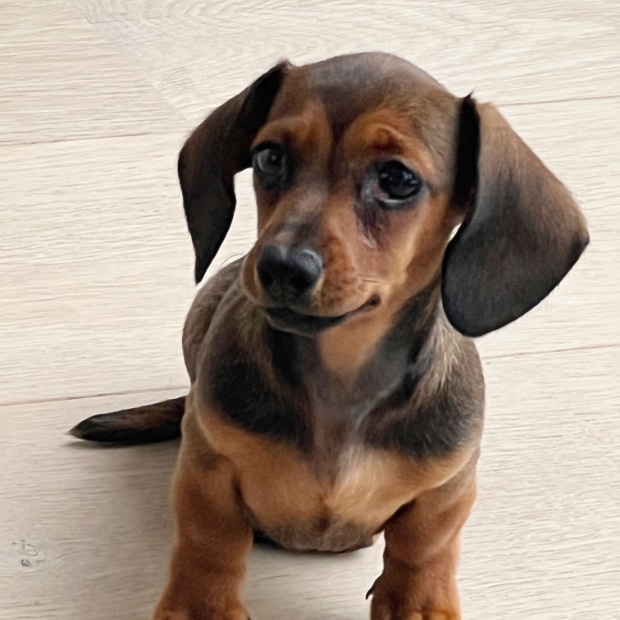 Therapiehond in Evergem
